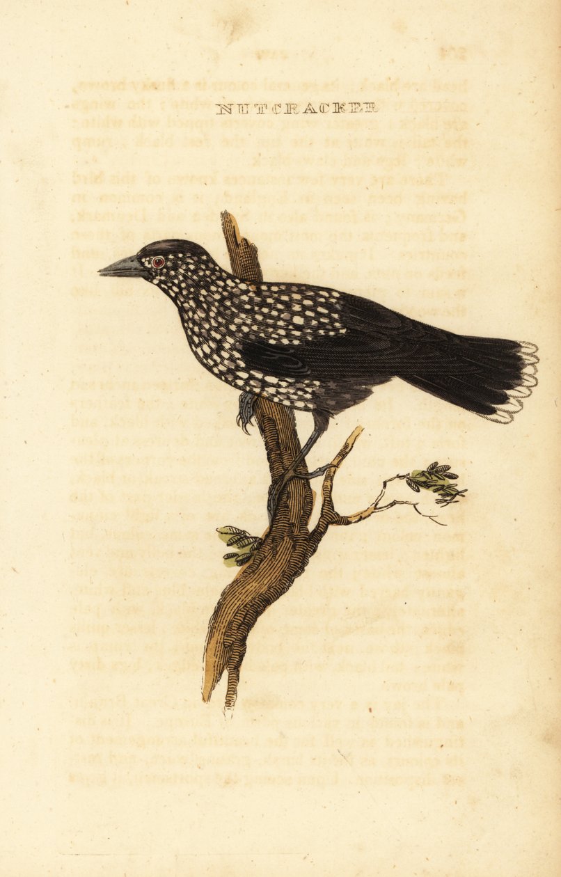 Flekknøtteknekker, Nucifraga caryocatactes av Edward Donovan