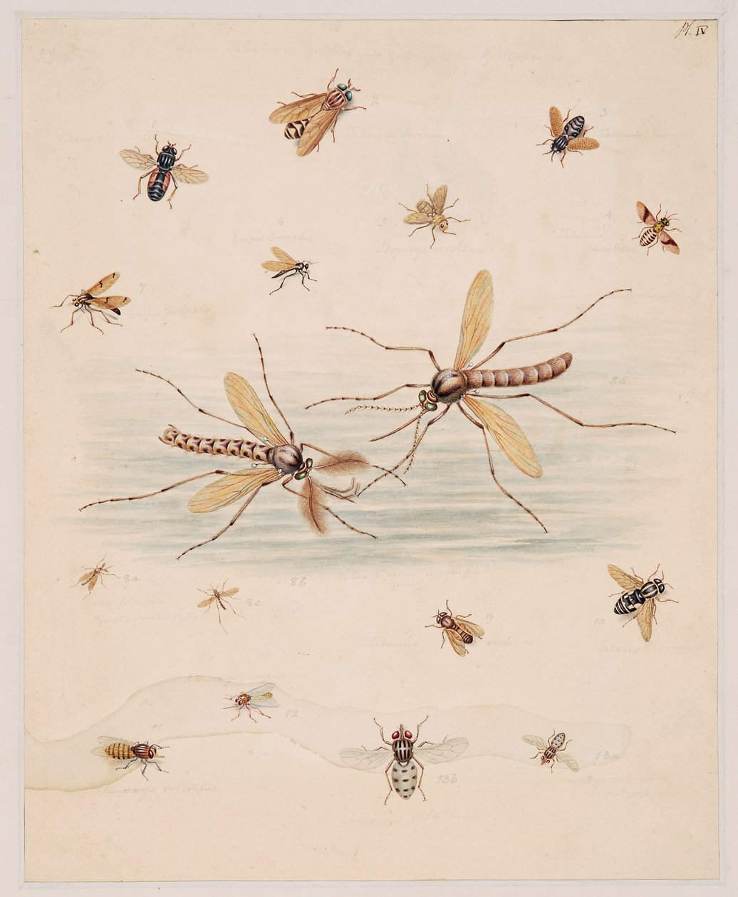 Studier av virvelløse dyr, bind II av Edward Donovan