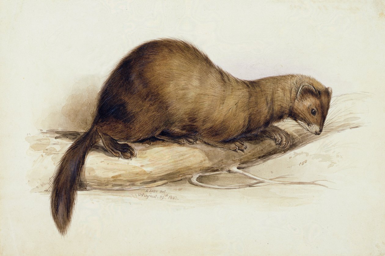 En Weasel av Edward Lear