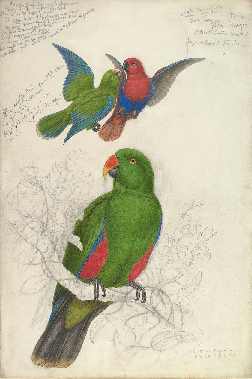 Eclectus Roratus Polychloros, ca. 1830-32. av Edward Lear