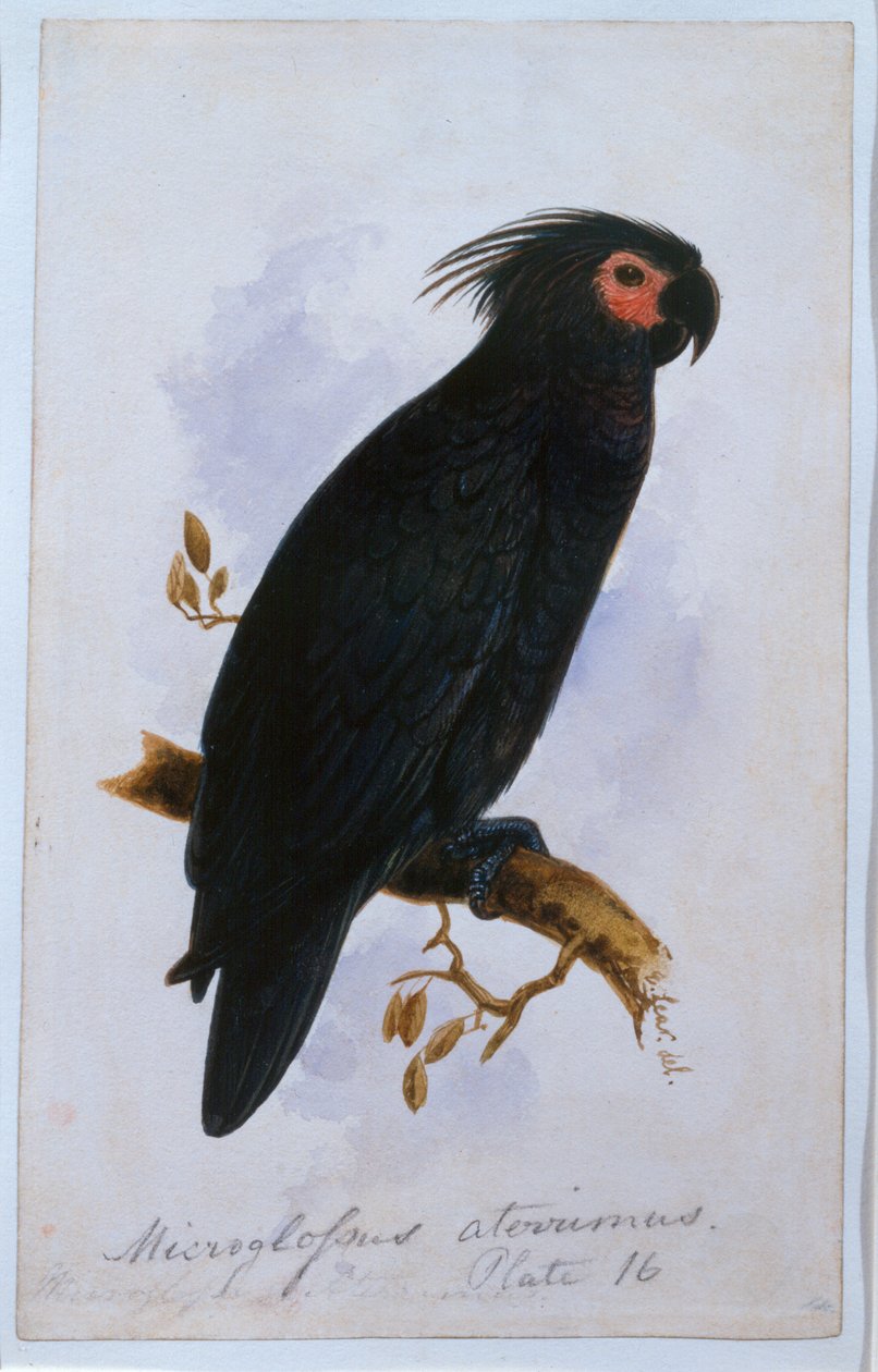 Papegøye: Tallerken 16 (wc) av Edward Lear