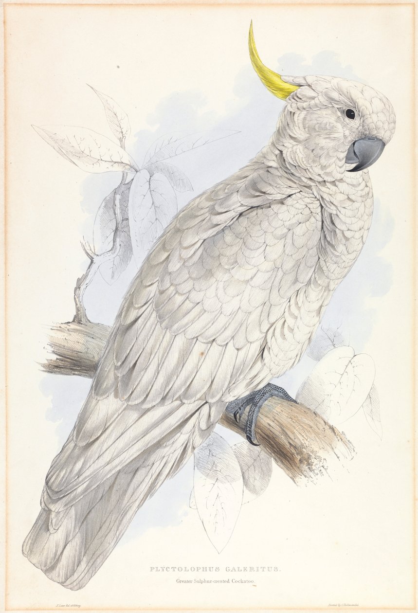 Plyctolophus Galeritus. Større svovelkakadue. av Edward Lear