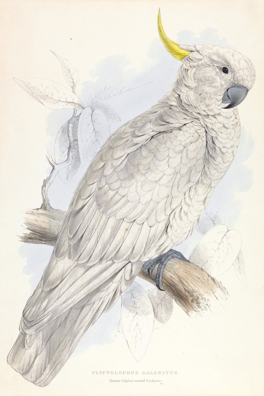 av Edward Lear