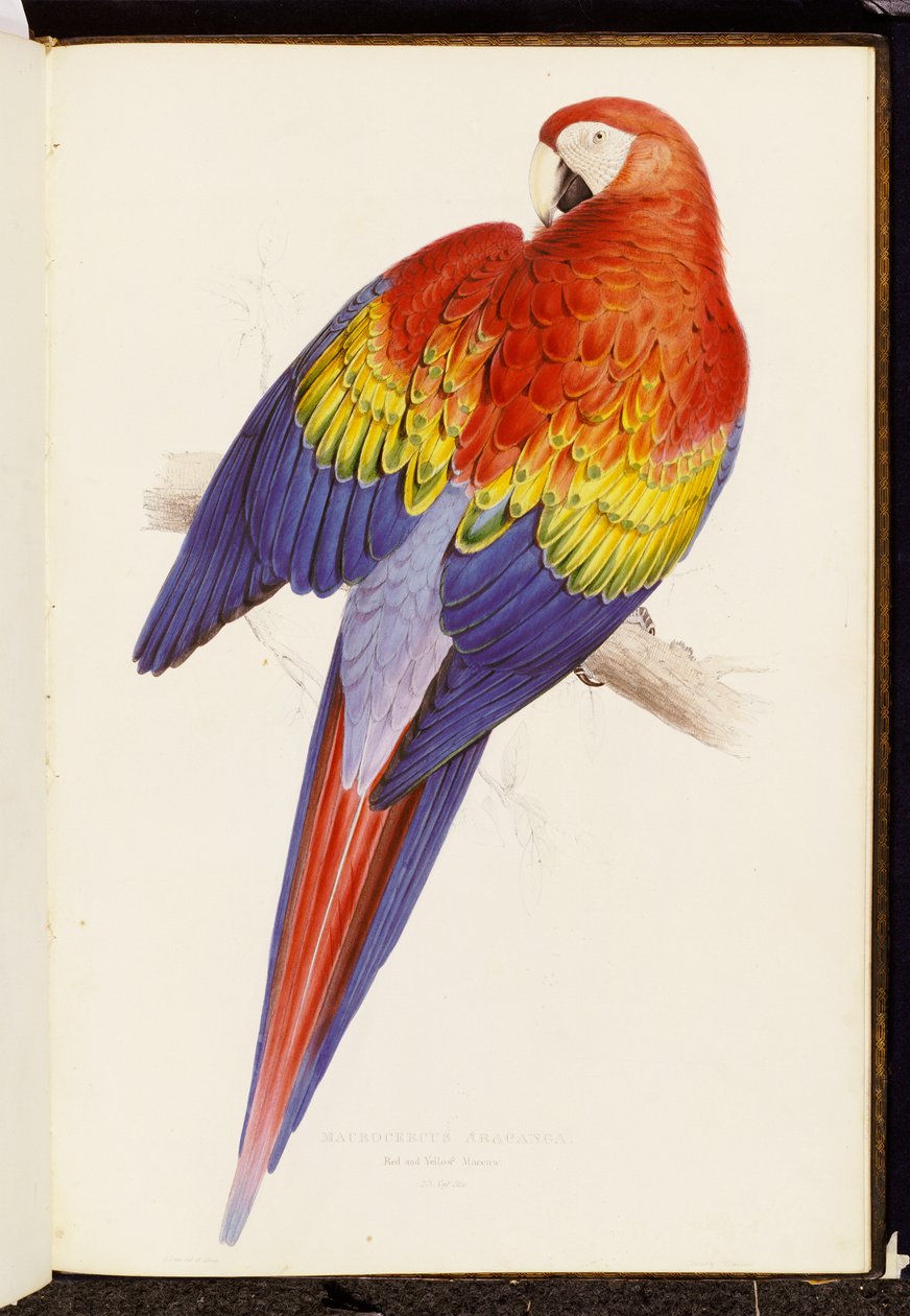 Rød og gul ara av Edward Lear