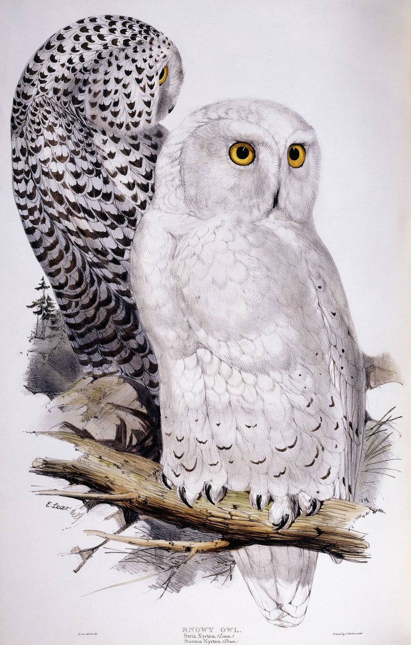 Snøugle, 1832-1837 av Edward Lear