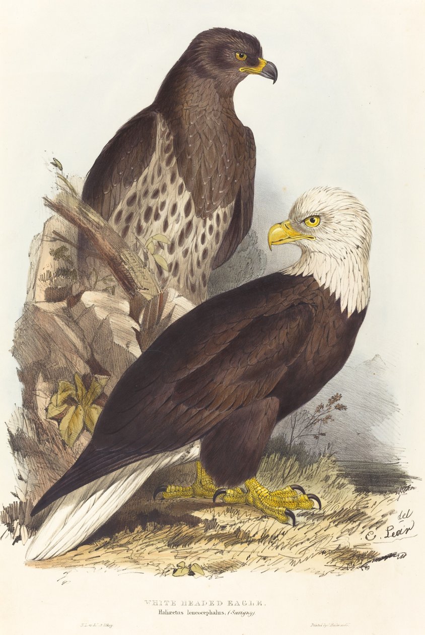 Hvithodeørn (Haliaetus leucocephalus) av Edward Lear