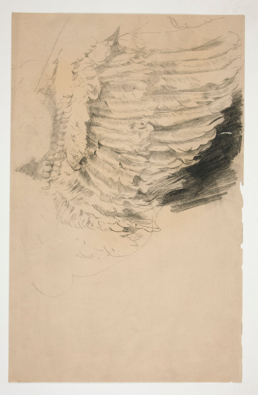 Studie av en vinge, for av Edwin Austin Abbey