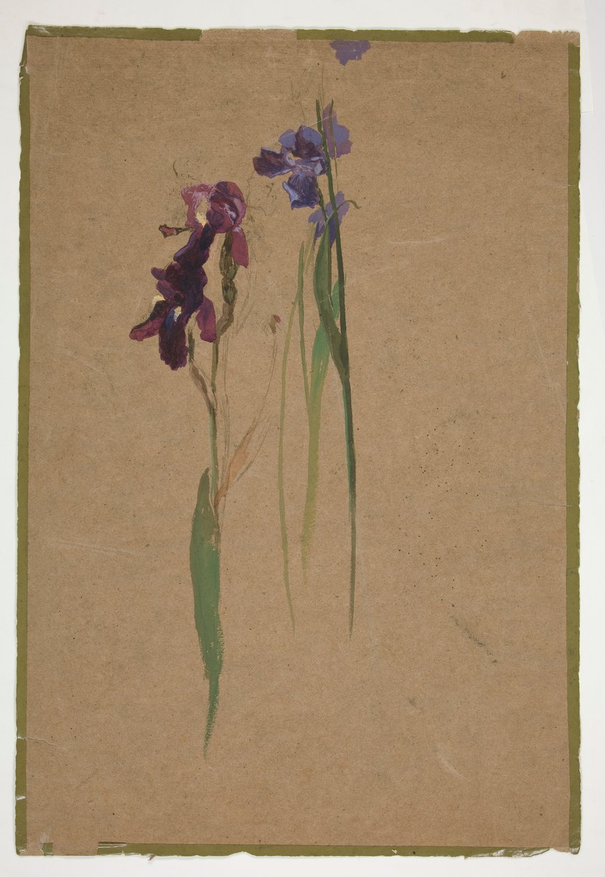 Studie av iris av Edwin Austin Abbey