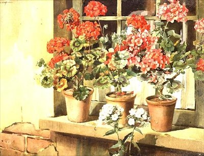 Pelargonier av Edwin Byatt