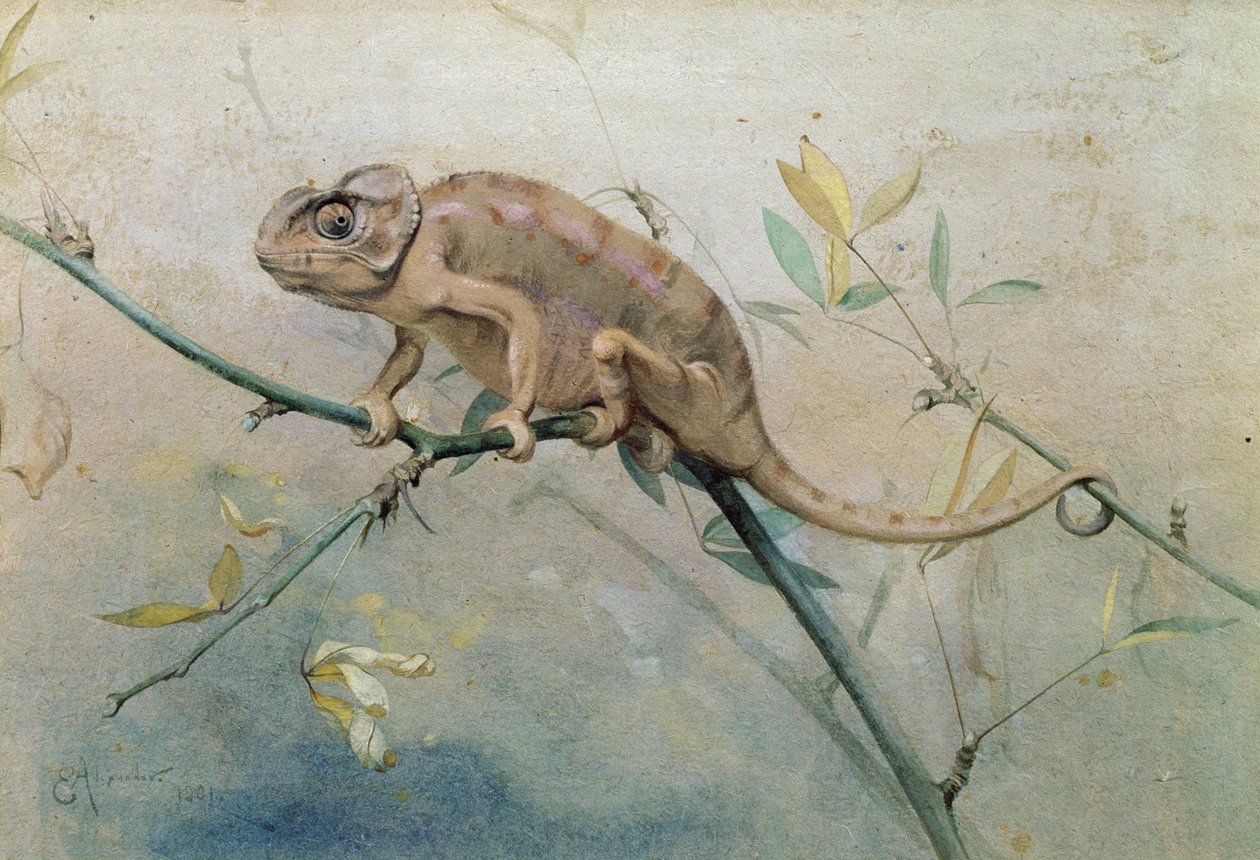 Chameleon, 1901 (wc på papir) av Edwin John Alexander