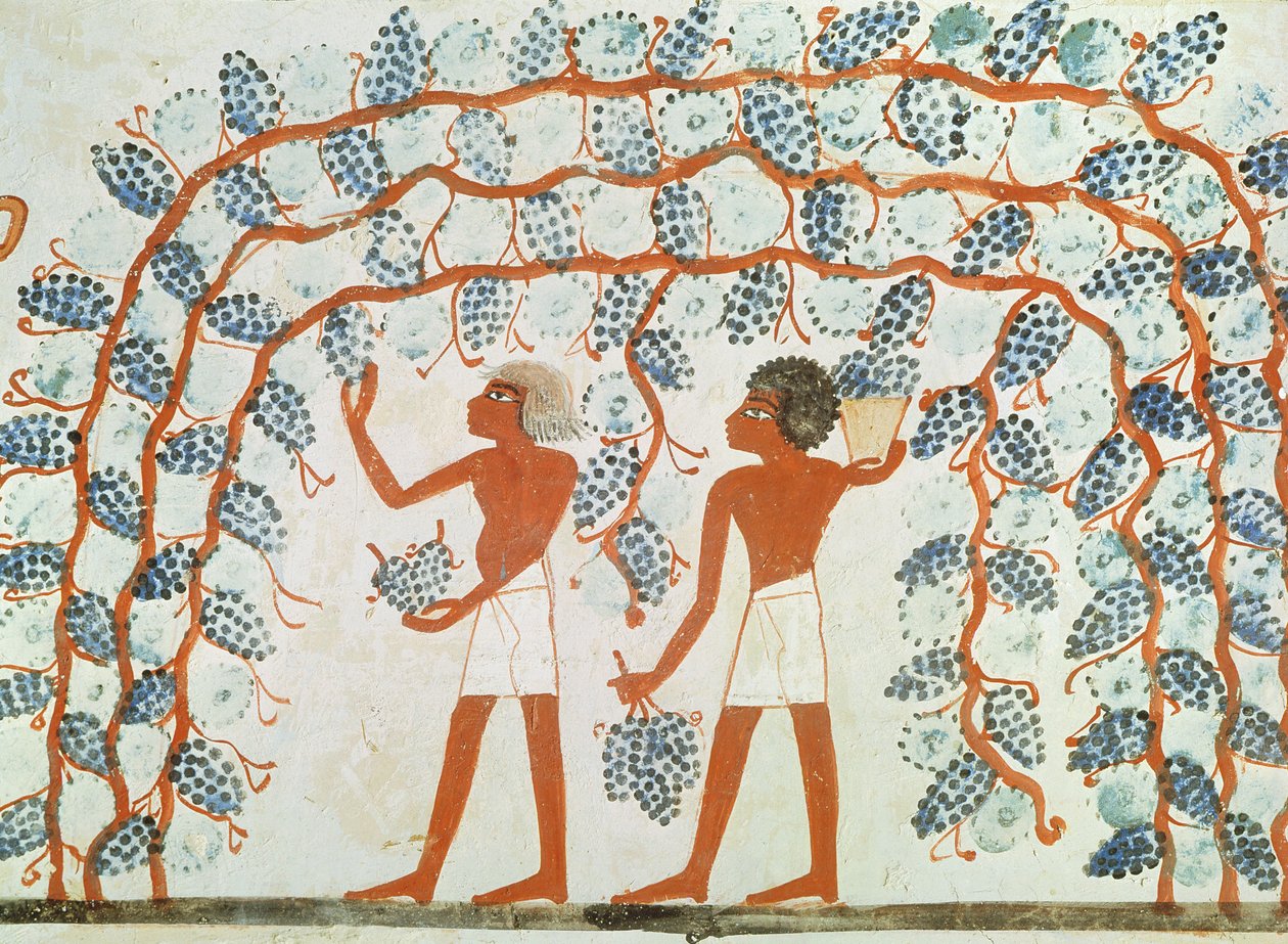 Å plukke druer, fra graven til Nakht, New Kingdom (veggmaleri) av Egyptian 18th Dynasty
