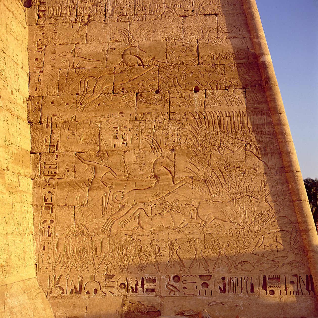 Ramesses III (ca. 1184-1153 f.Kr.) jakter på ville okser fra den første pylonen til Ramses III-tempelet, relieff, New Kingdom av Egyptian 20th Dynasty