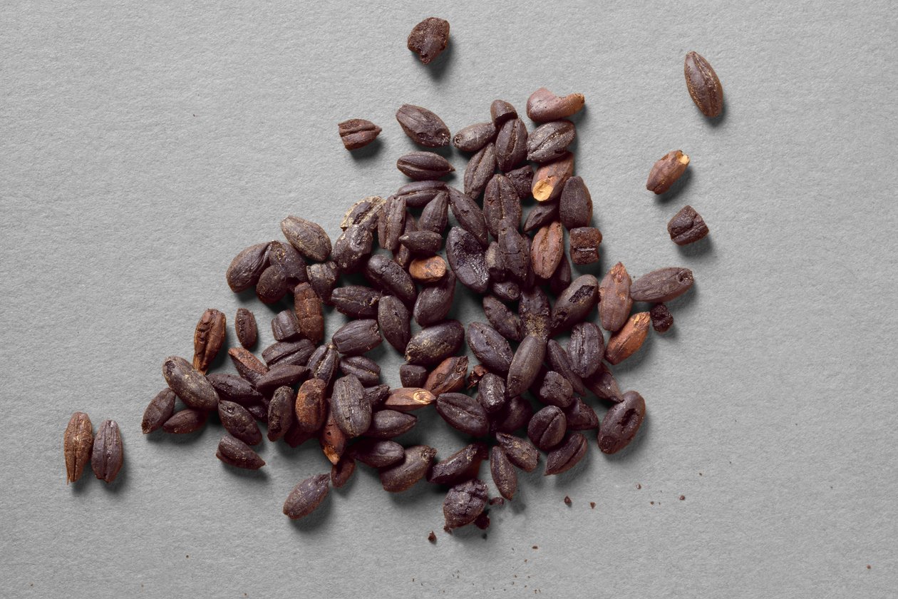 Husks of Emmer, fra Fayum av Egyptian