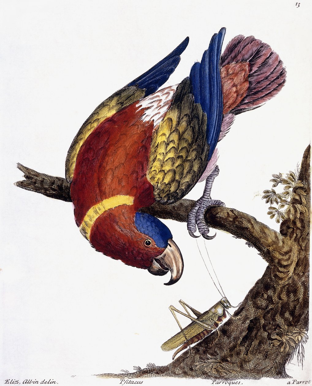 En papegøye, 1731-1738 av Eleazar Albin