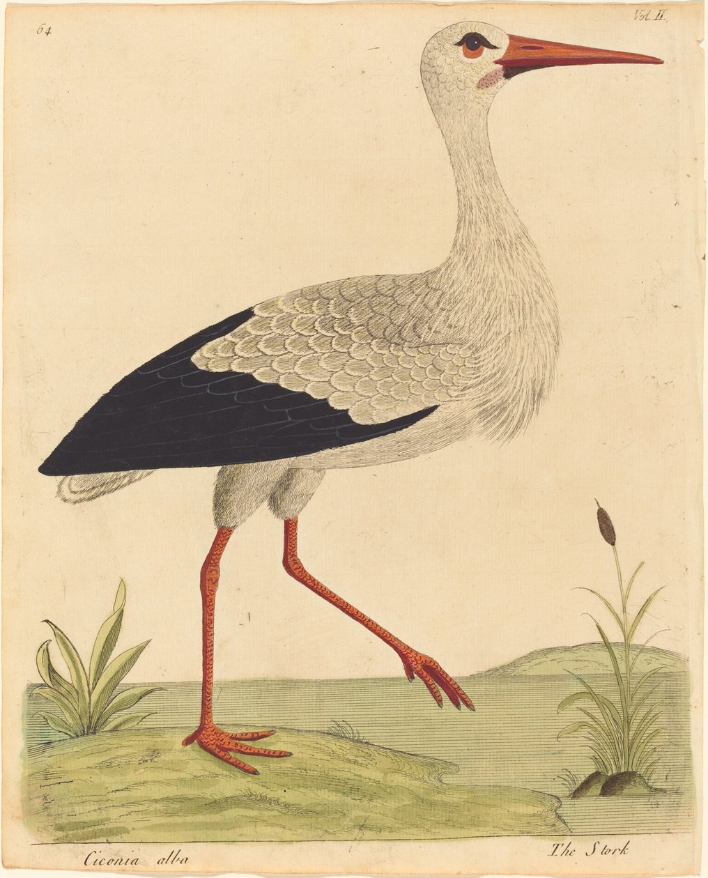 Storken (Ciconia Alba) av Eleazar Albin