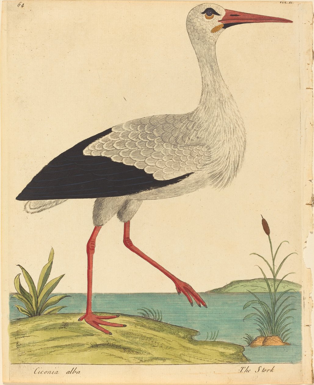 Storken Ciconia Alba, utgitt 17311738. av Eleazar Albin