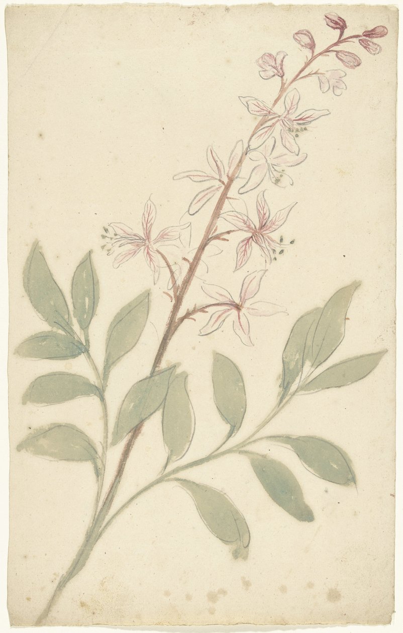 Blomsterstudie av Elias van Nijmegen
