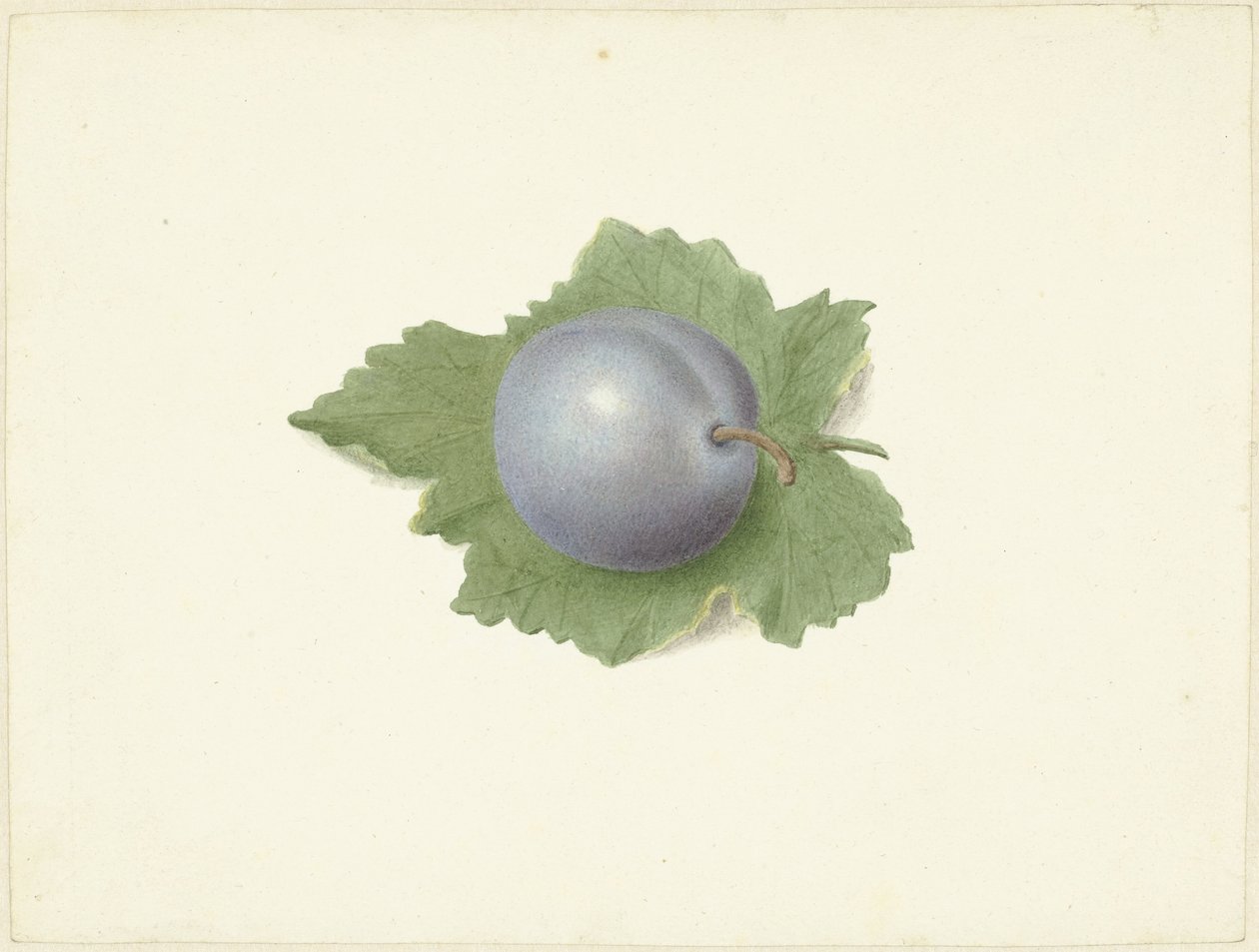 Plomme på et blad av Elisabeth Geertruida van de Kasteele