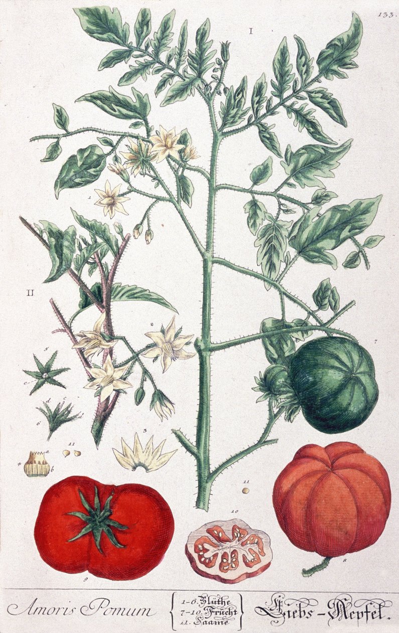 The Golden Apple (Tomat) Tomat av Elizabeth Blackwell