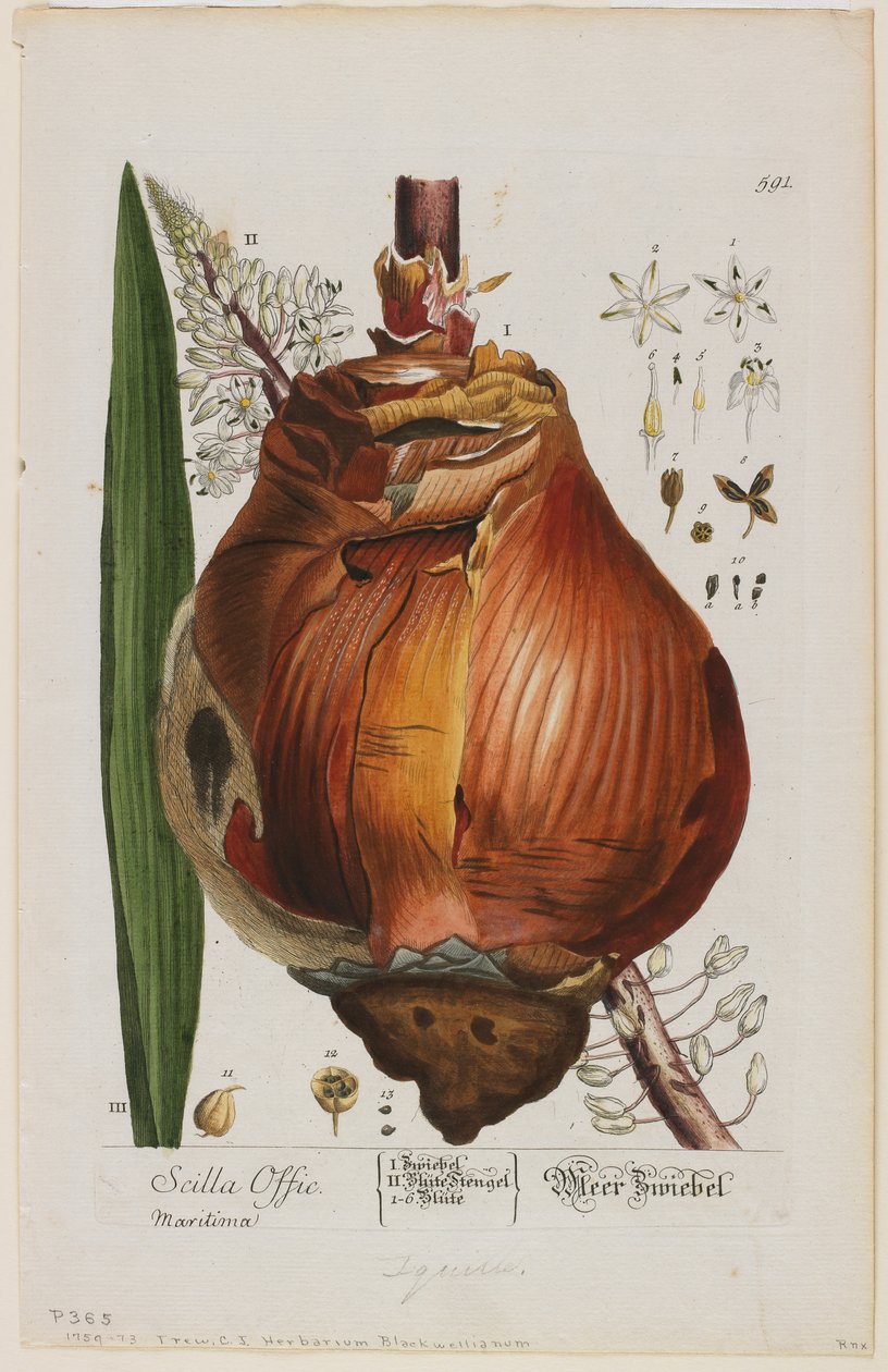 Scilla Offic, 1757-73 (håndfarget og blandet dyptrykk) av Elizabeth Blackwell