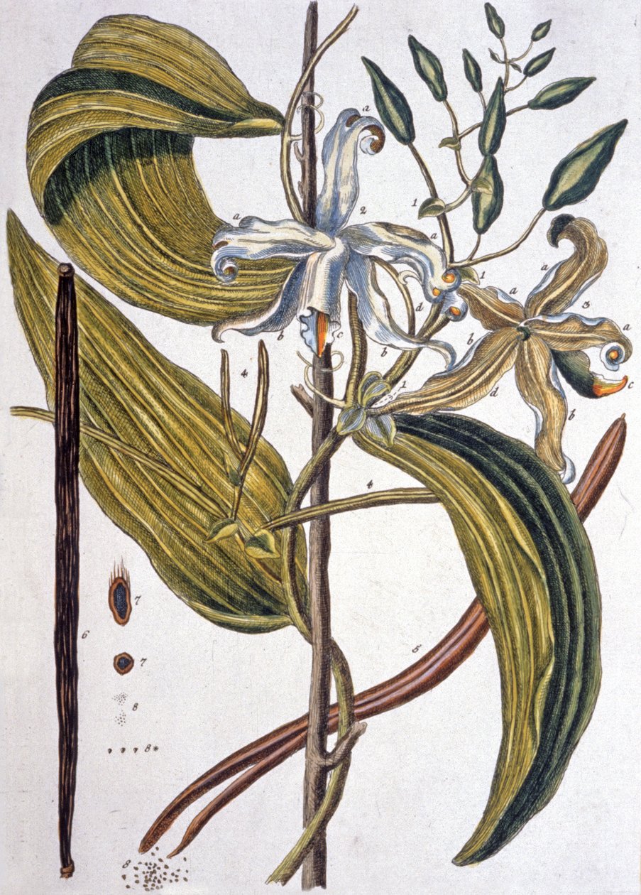 Vaniljestang 1737 av Elizabeth Blackwell