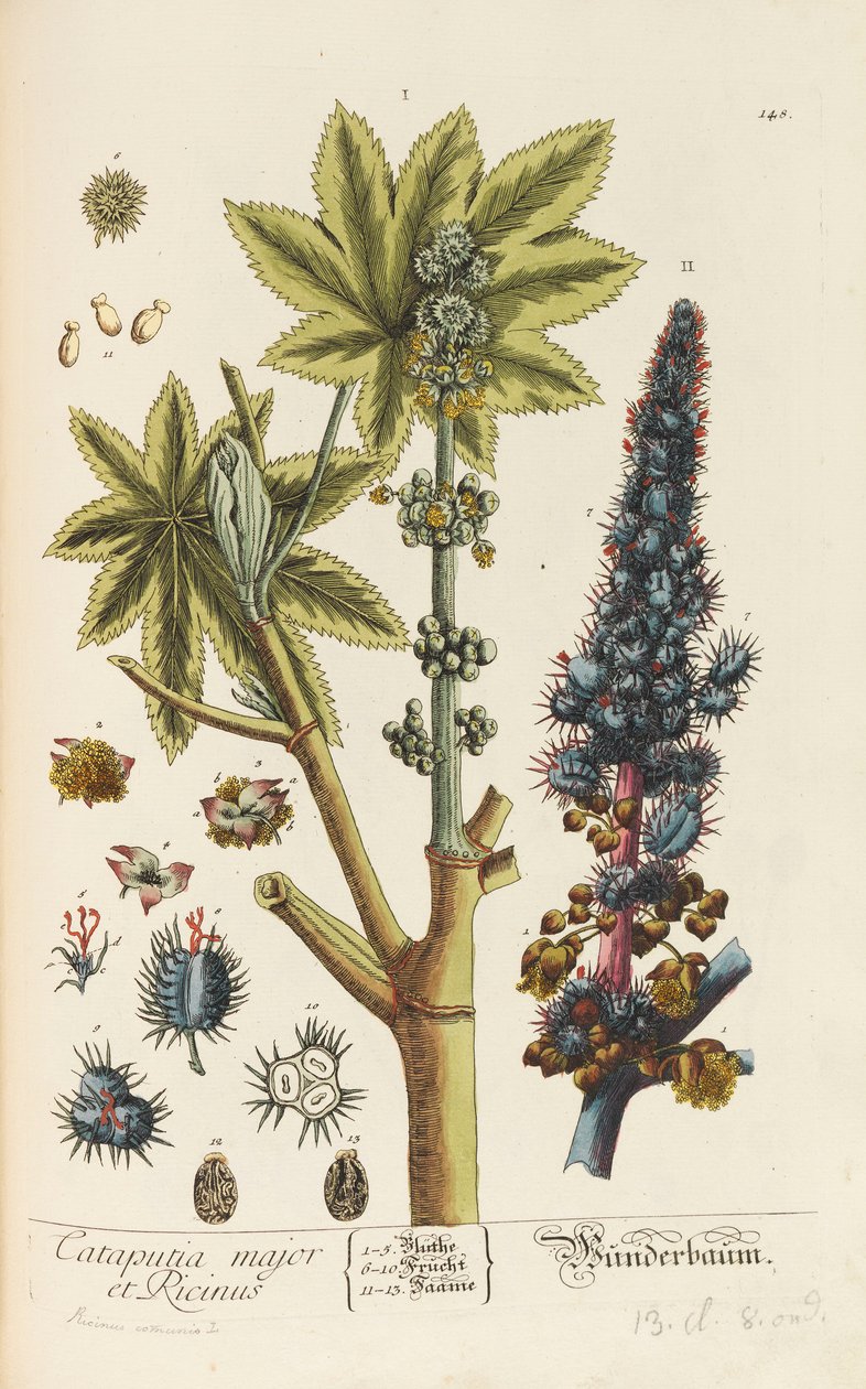 Blackwellian Herbarium revidert og utvidet, 1754-1773. av Elizabeth Blachrie Blackwell