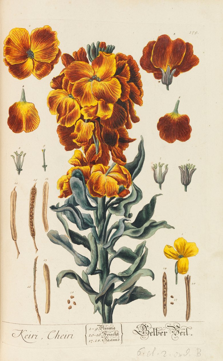 Blackwellian Herbarium revidert og utvidet, 1754-1773. av Elizabeth Blachrie Blackwell
