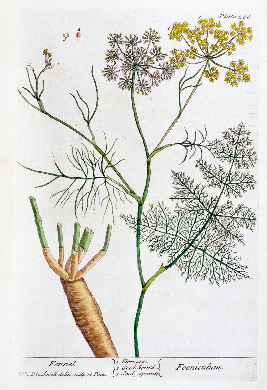 Fennikel, 1782 av Elizabeth Blackwell