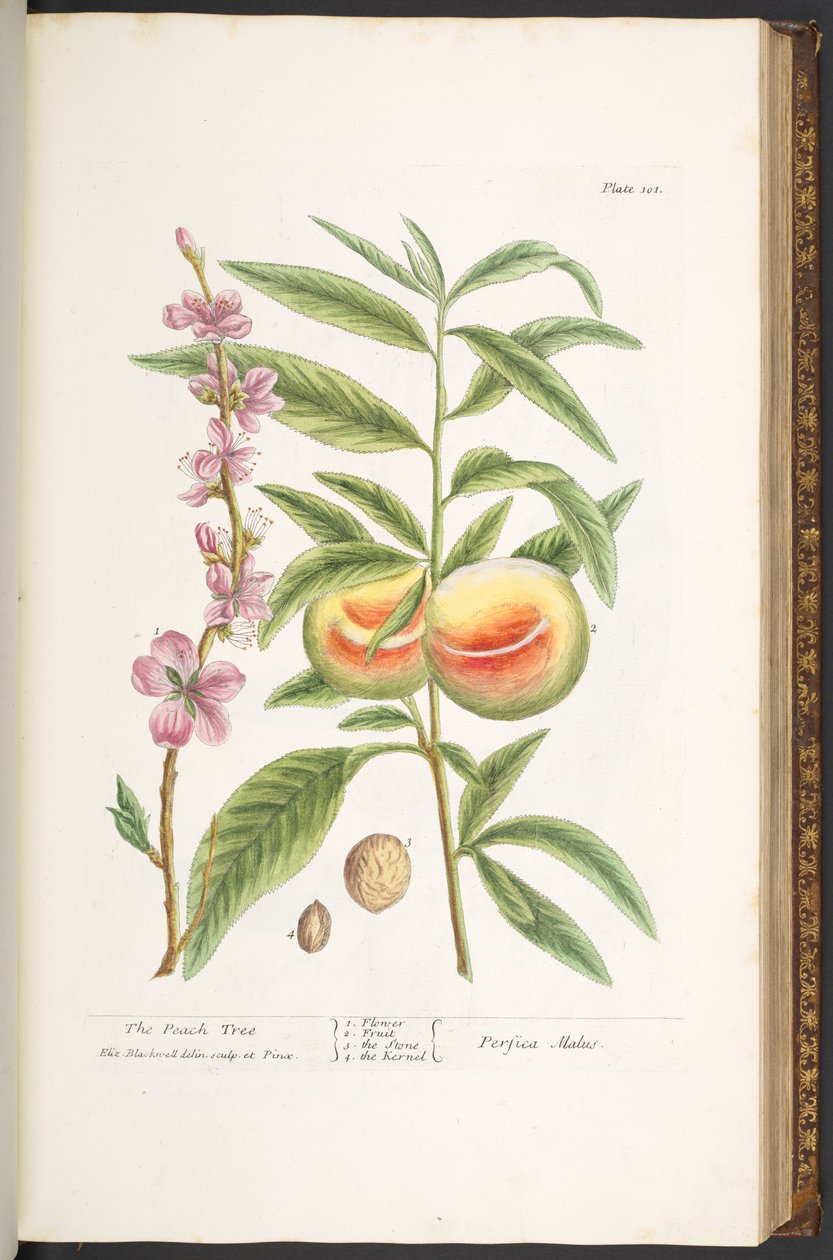Tallerken 101, fra 'A Curious Herbal' av Elizabeth Blackwell