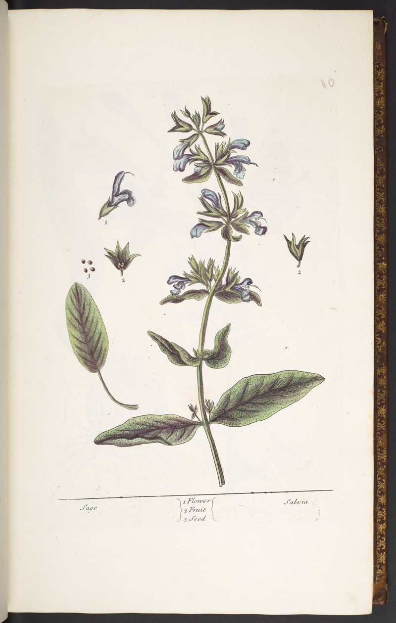 Tallerken 10, Sage, fra 