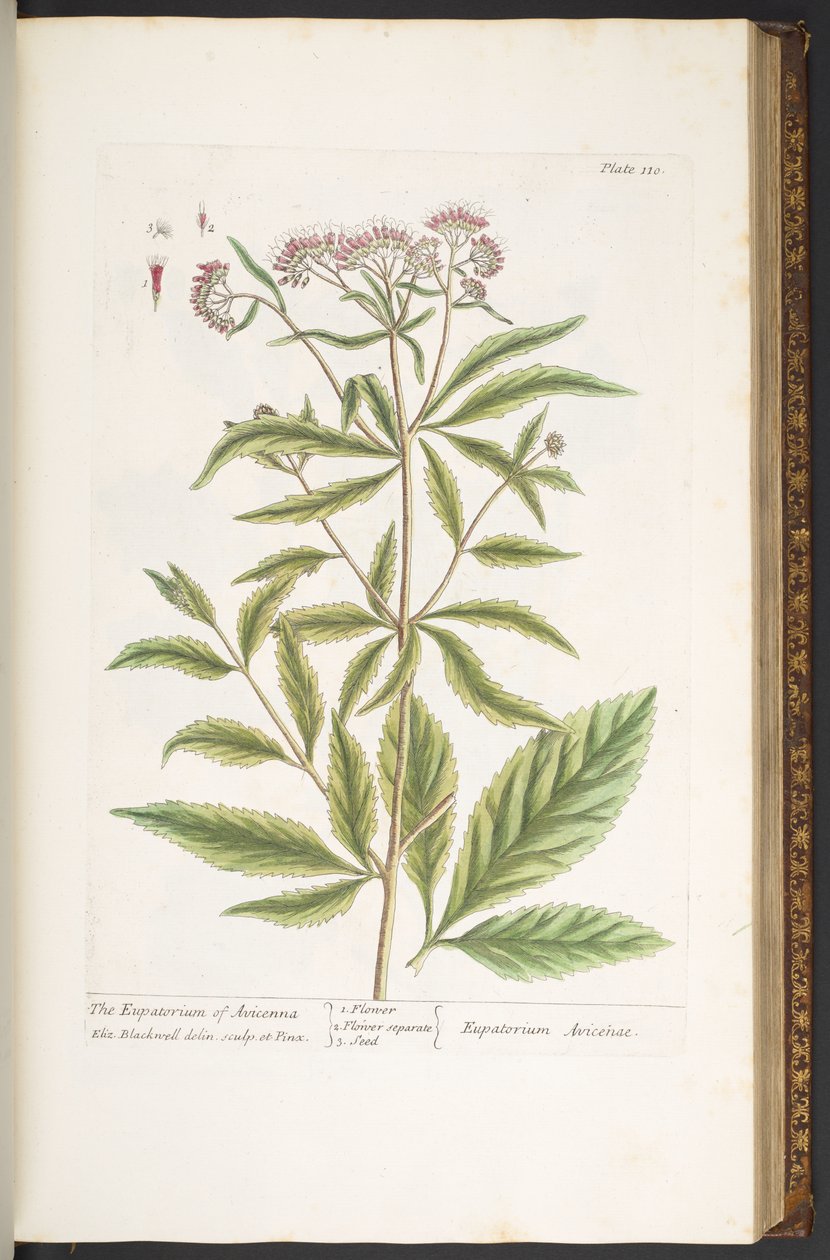 Tallerken 110, fra 