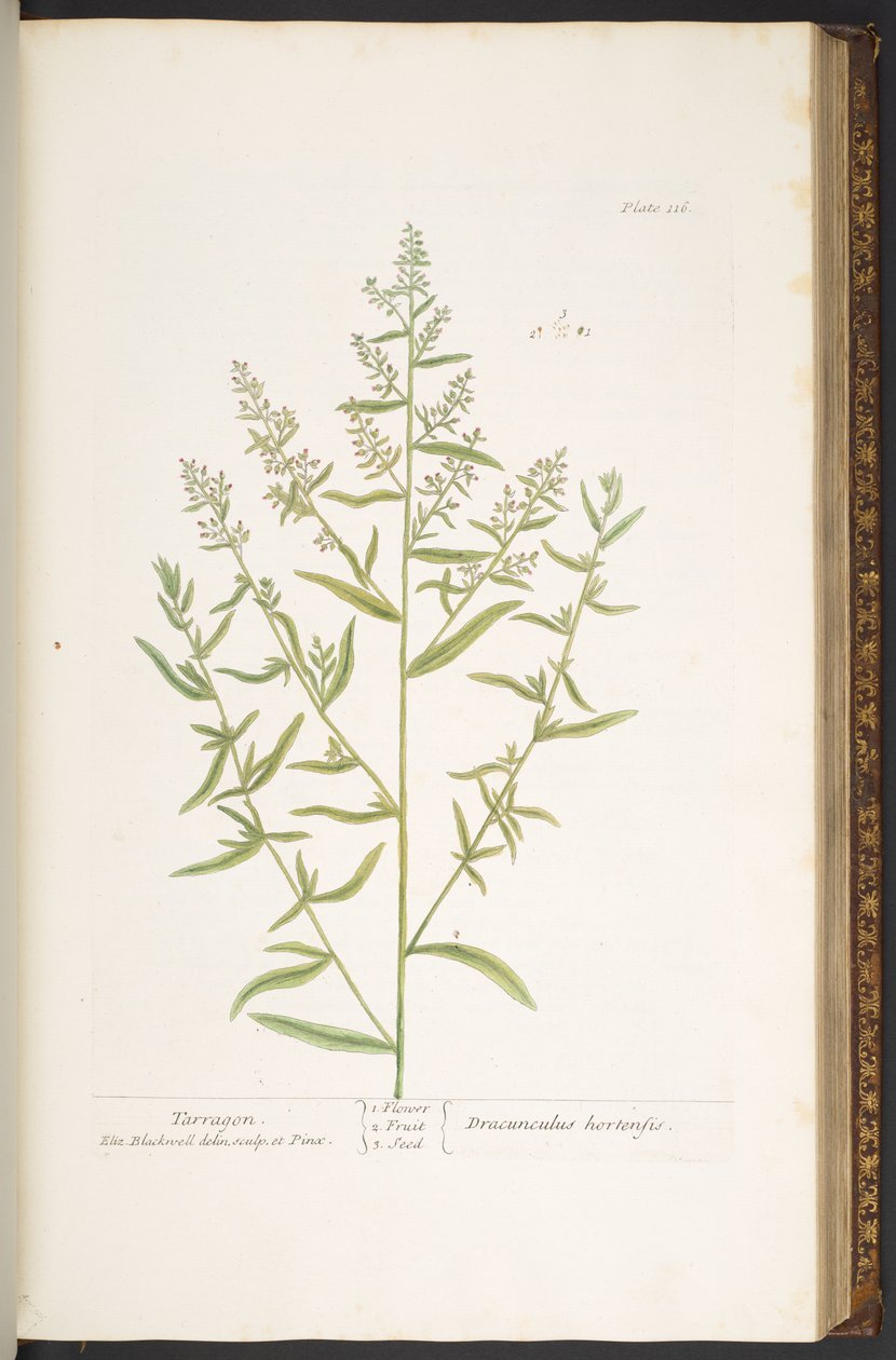 Tallerken 116, fra 