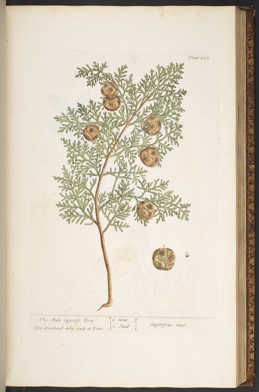Tallerken 127, fra 'A Curious Herbal' av Elizabeth Blackwell