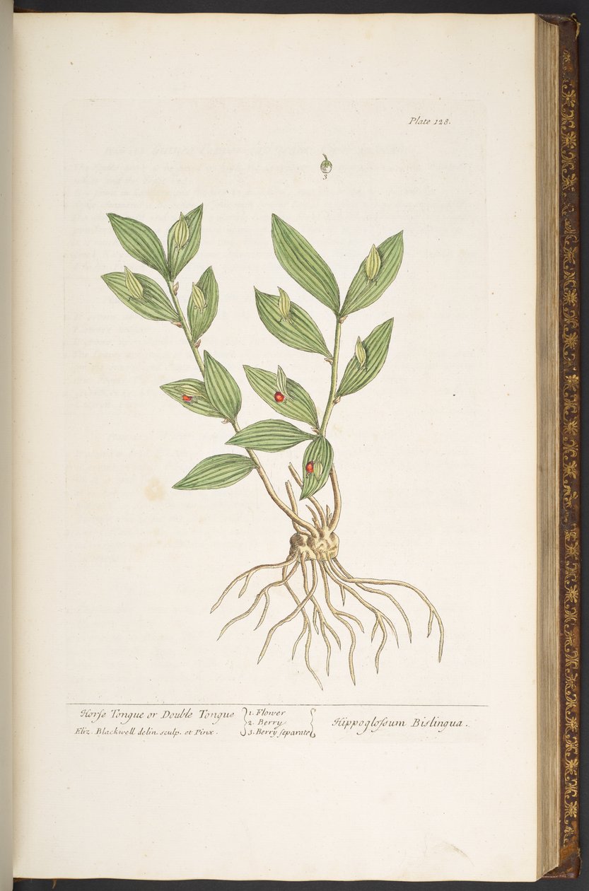 Tallerken 128, fra 