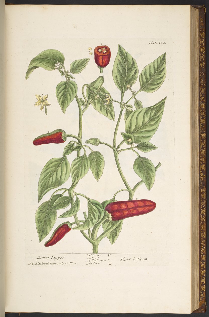 Tallerken 129, fra 