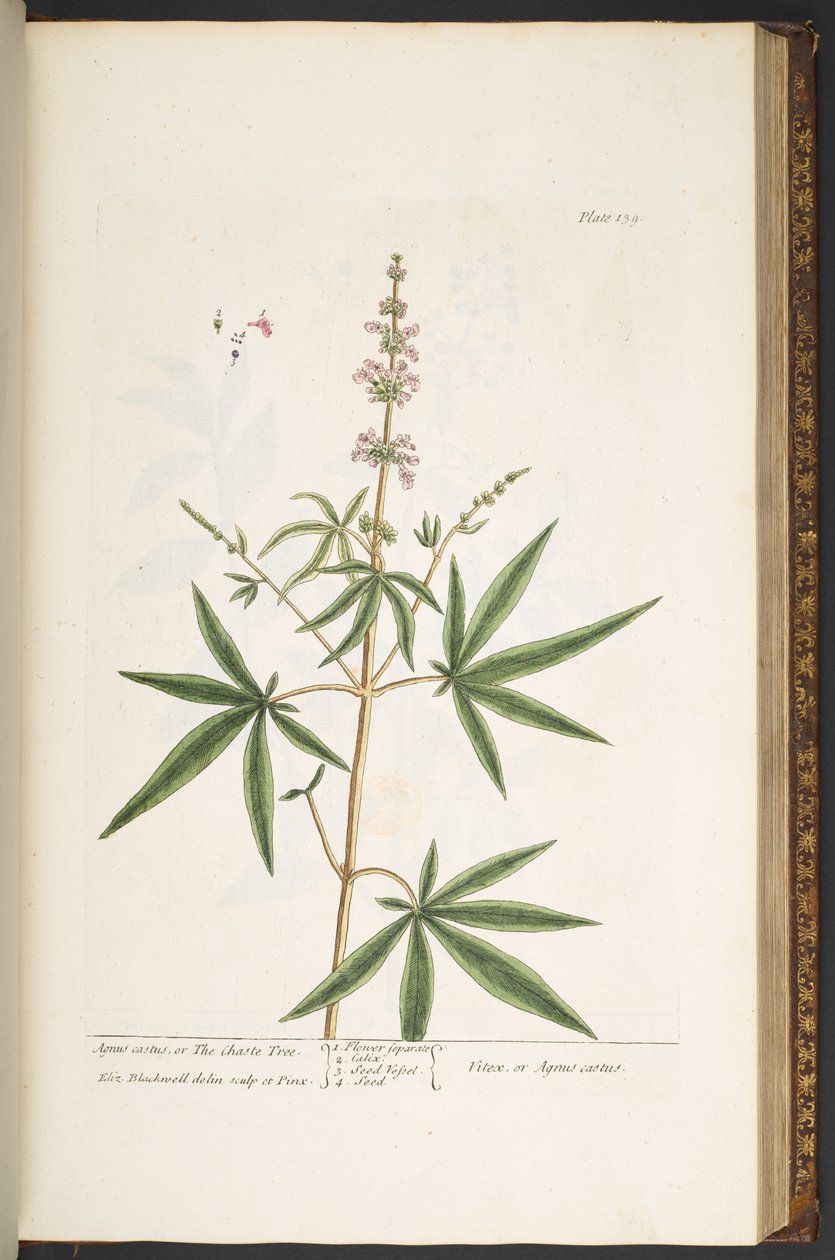 Tallerken 139, fra 