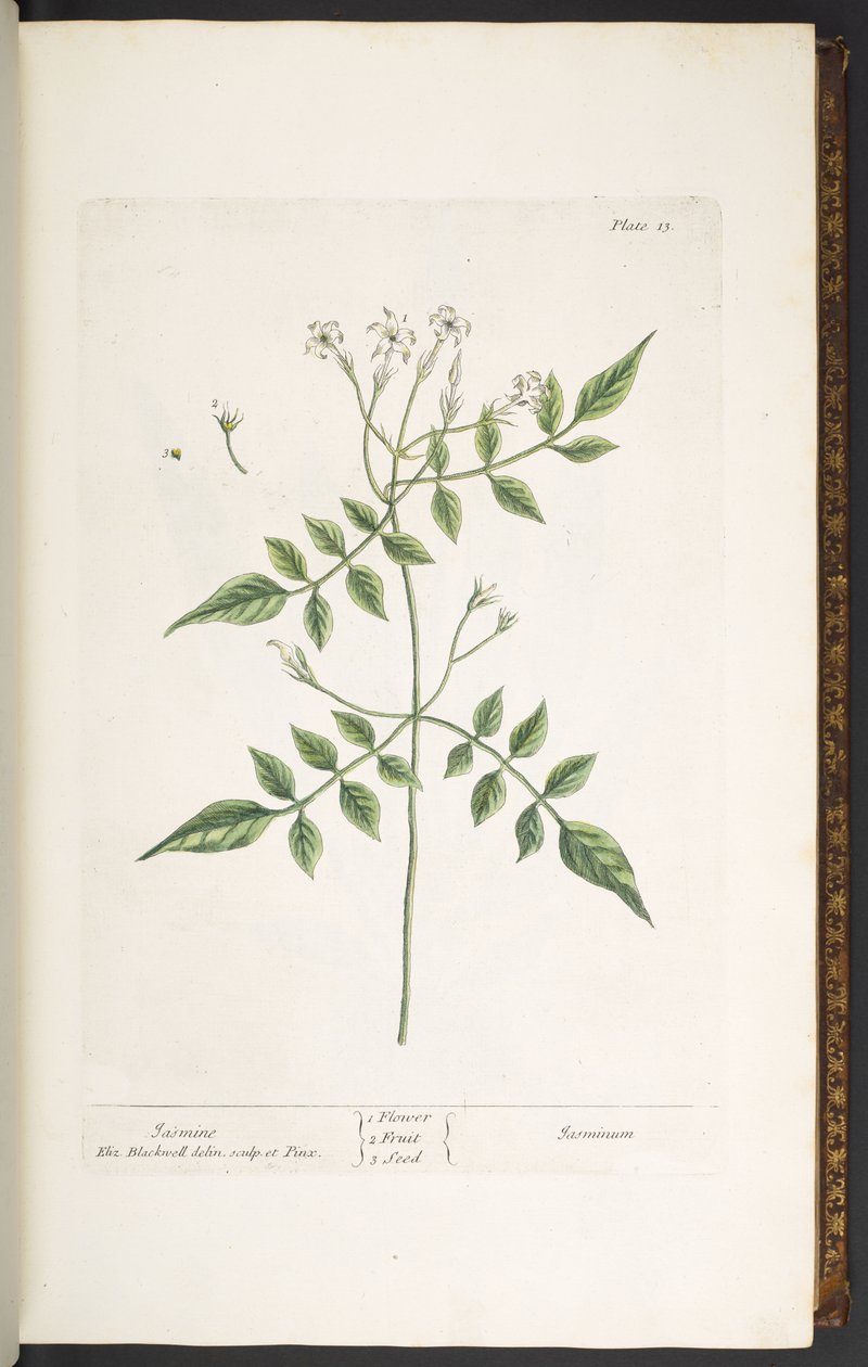 Tallerken 13, Jasmine, fra 