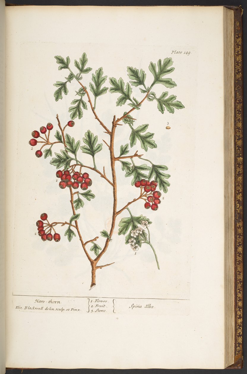 Tallerken 149, fra 