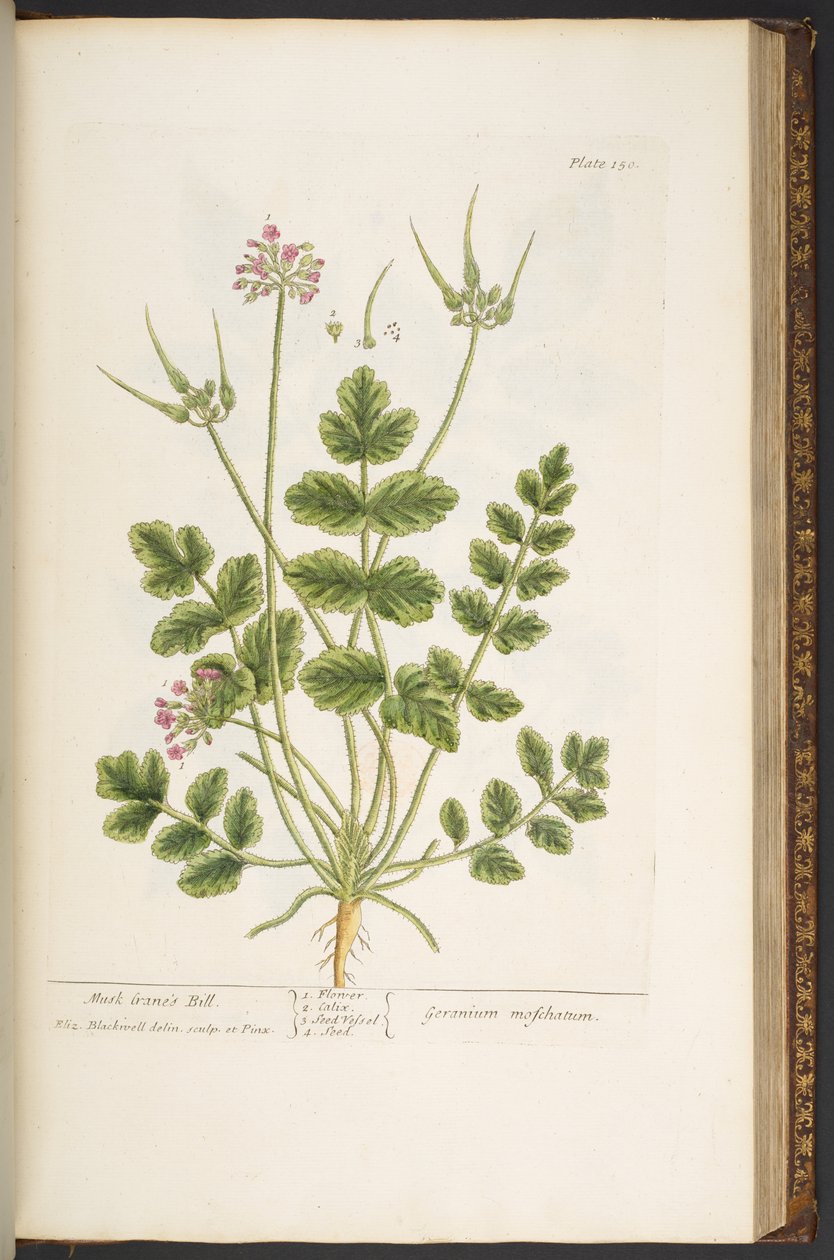 Tallerken 150, fra 