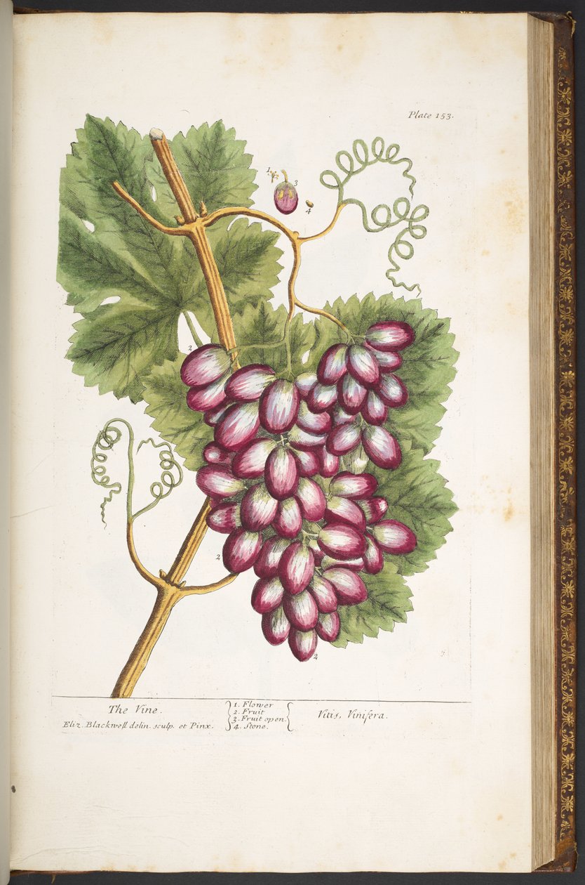 Tallerken 153, fra 