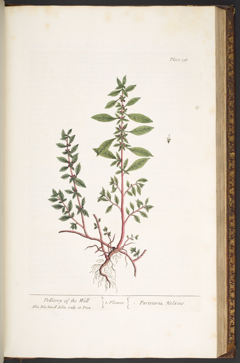 Tallerken 156, fra 
