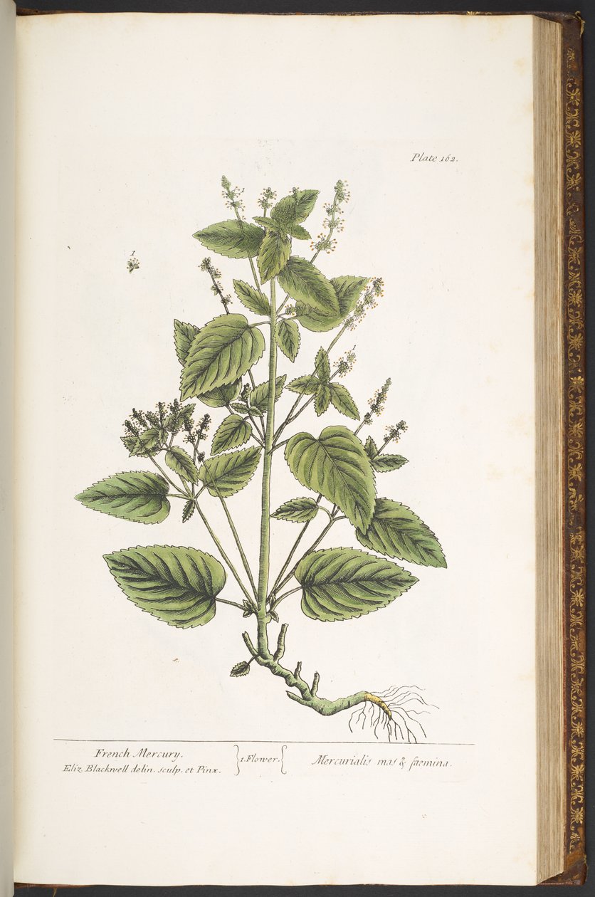 Tallerken 162, fra 