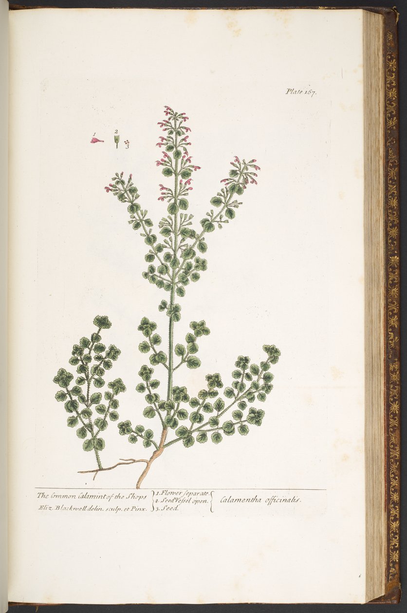 Tallerken 167, fra 