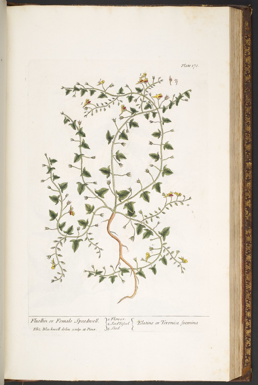 Tallerken 170, fra 