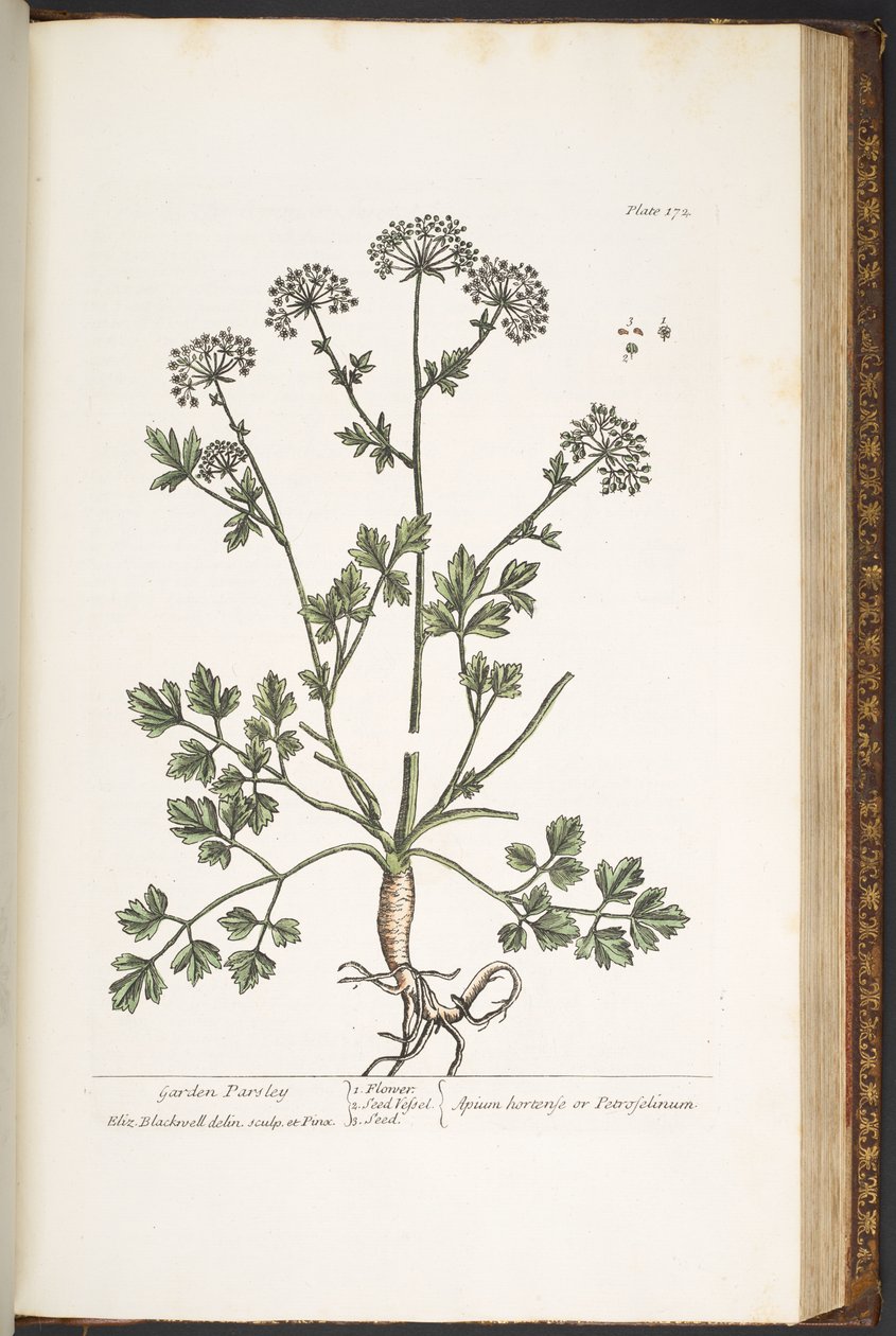 Tallerken 172, fra 