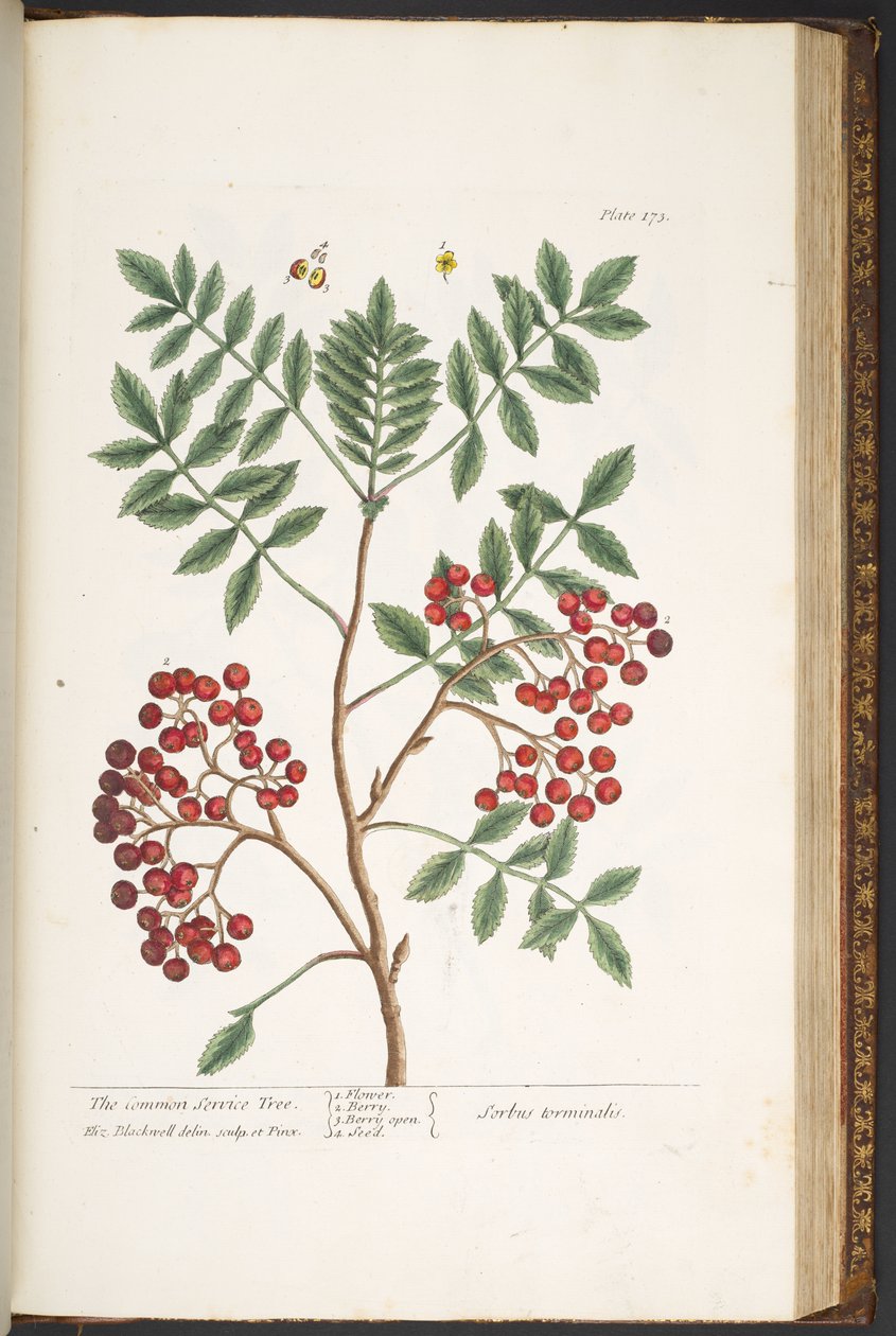 Tallerken 173, fra 'A Curious Herbal' av Elizabeth Blackwell