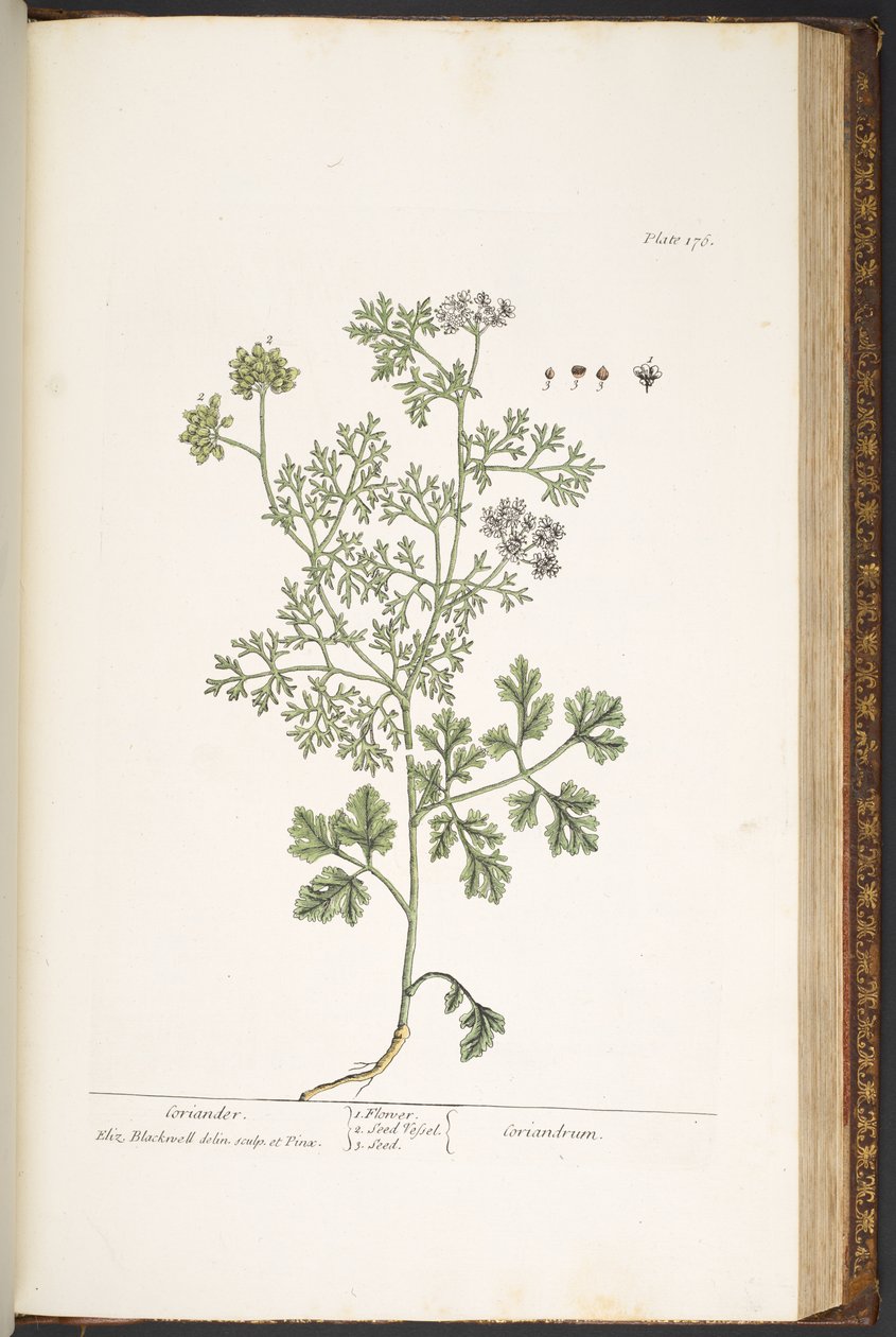 Tallerken 176, fra 'A Curious Herbal' av Elizabeth Blackwell
