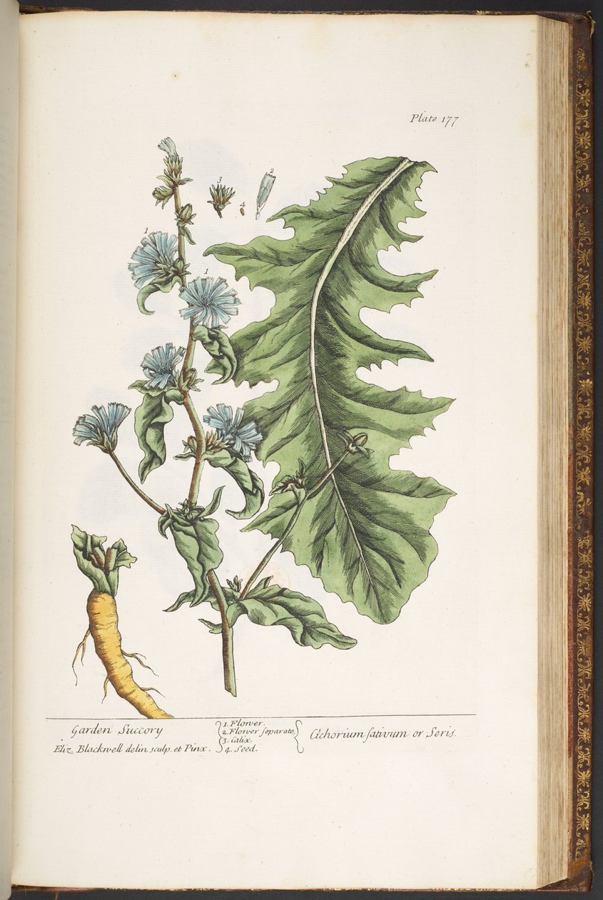 Tallerken 177, fra 