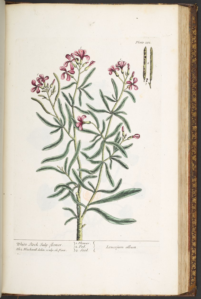 Tallerken 181, fra 