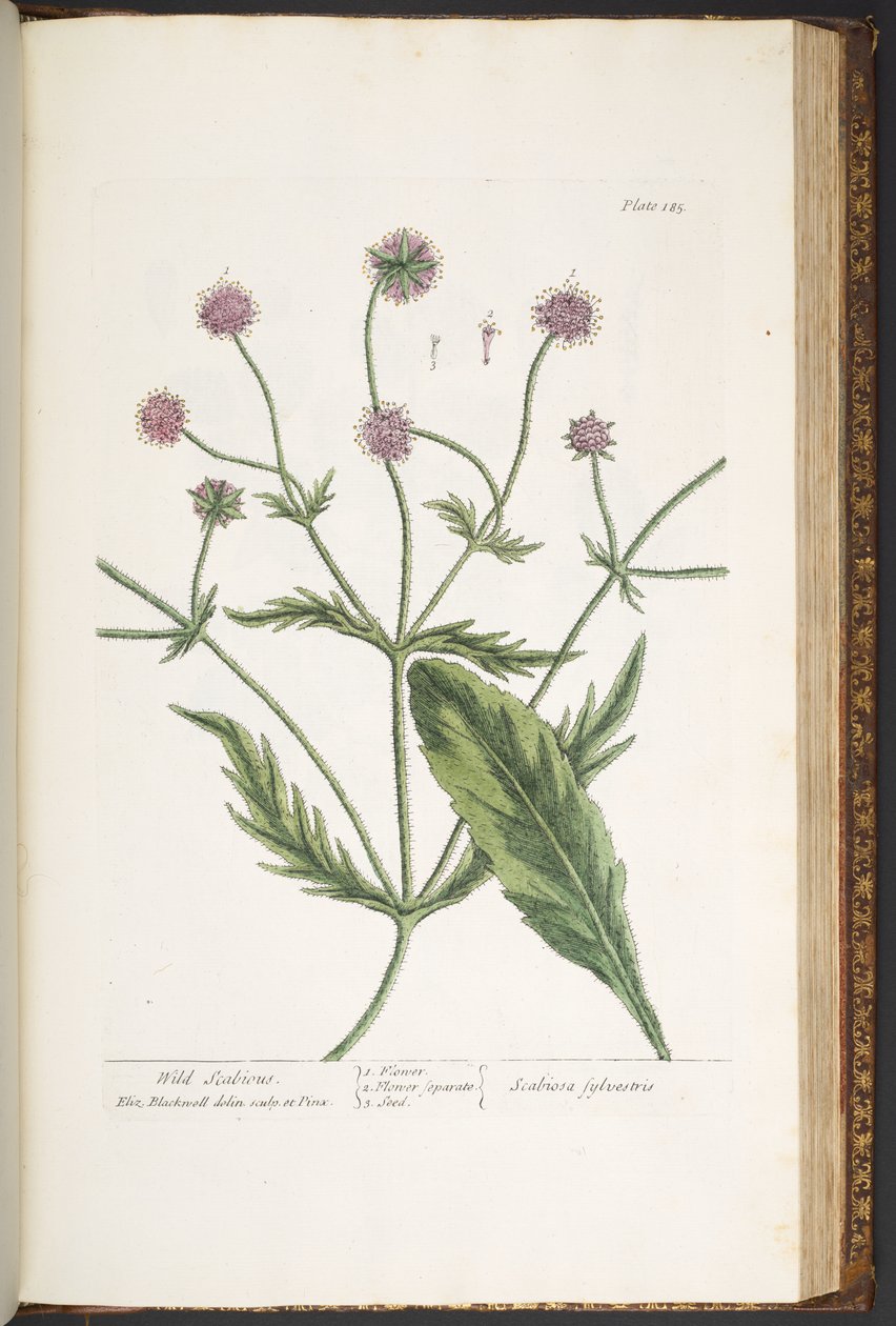 Tallerken 185, fra 